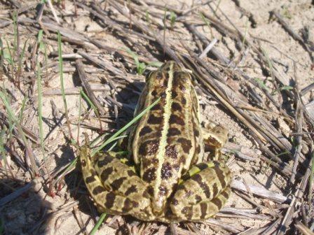 Identificazione rane.... Pelophylax sp. (Gargano)